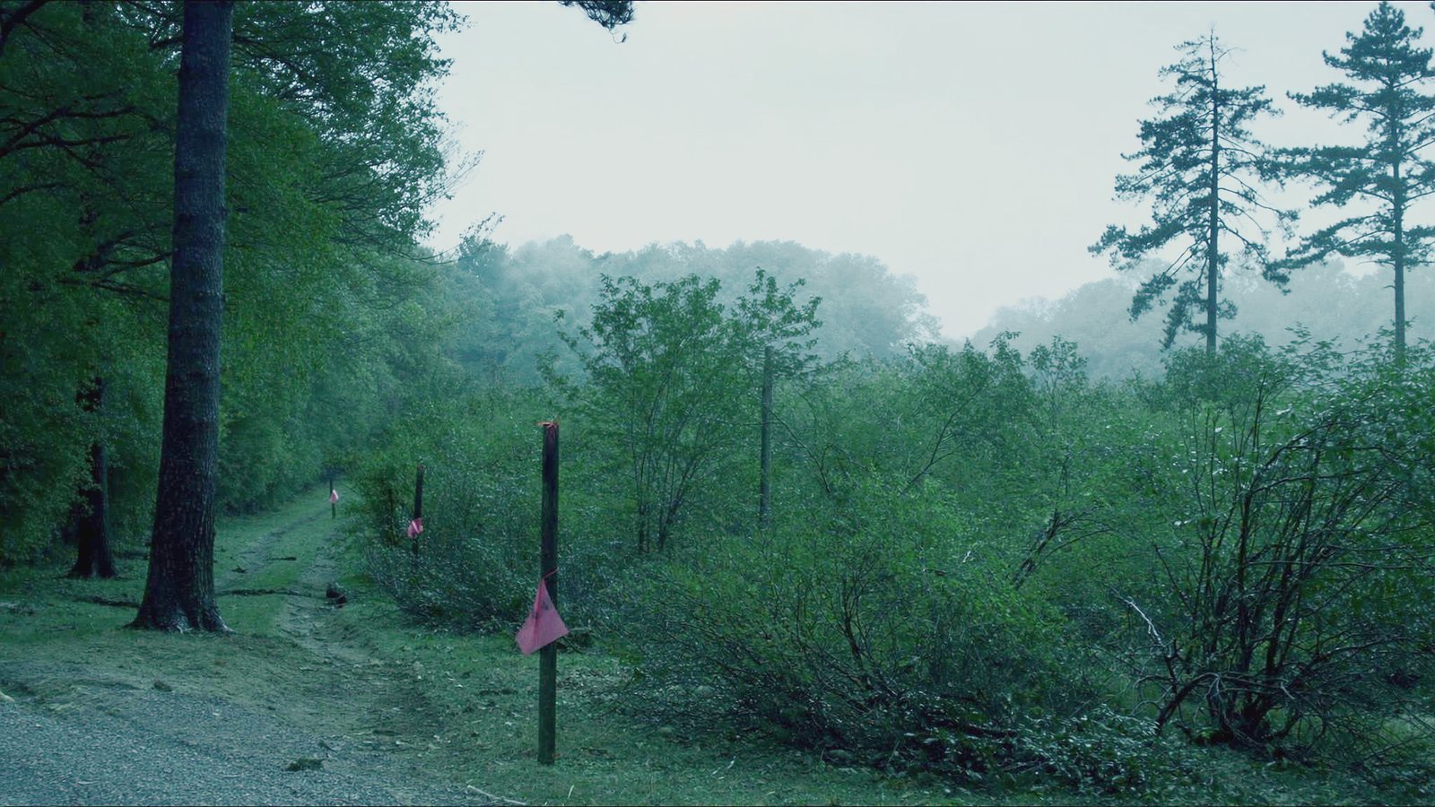 A wooded building lot at dusk, survey stakes flagged in pink, before any work